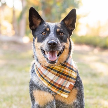 Bandana pour chien - The Foggy Dog Cornucopia - le Maître des Lieux