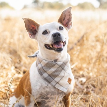 Bandana pour chien - The Foggy Dog Andover - le Maître des Lieux