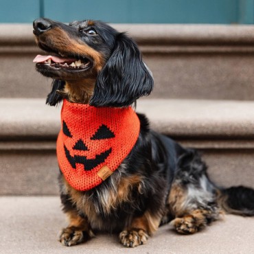 Bandana d’Halloween en tricot pour chien - The Foggy Dog Jack-o’-Lantern - le Maître des Lieux