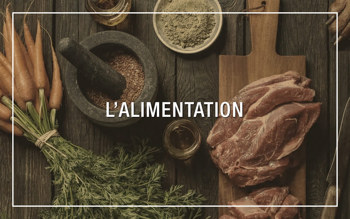 Alimentation