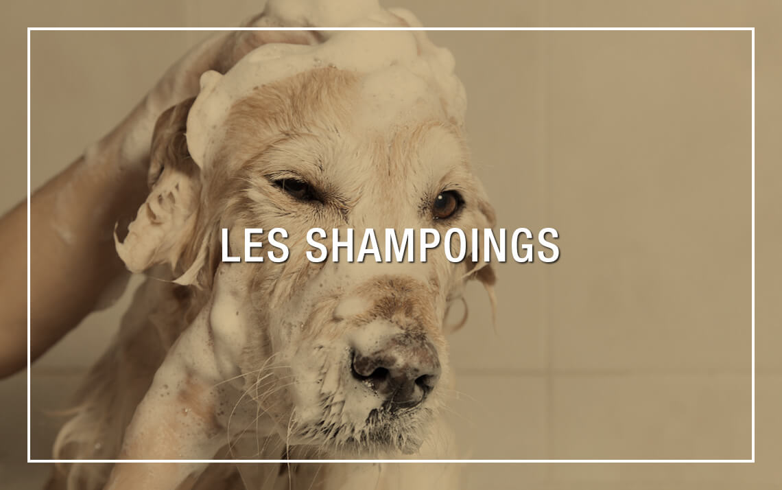  Shampoings