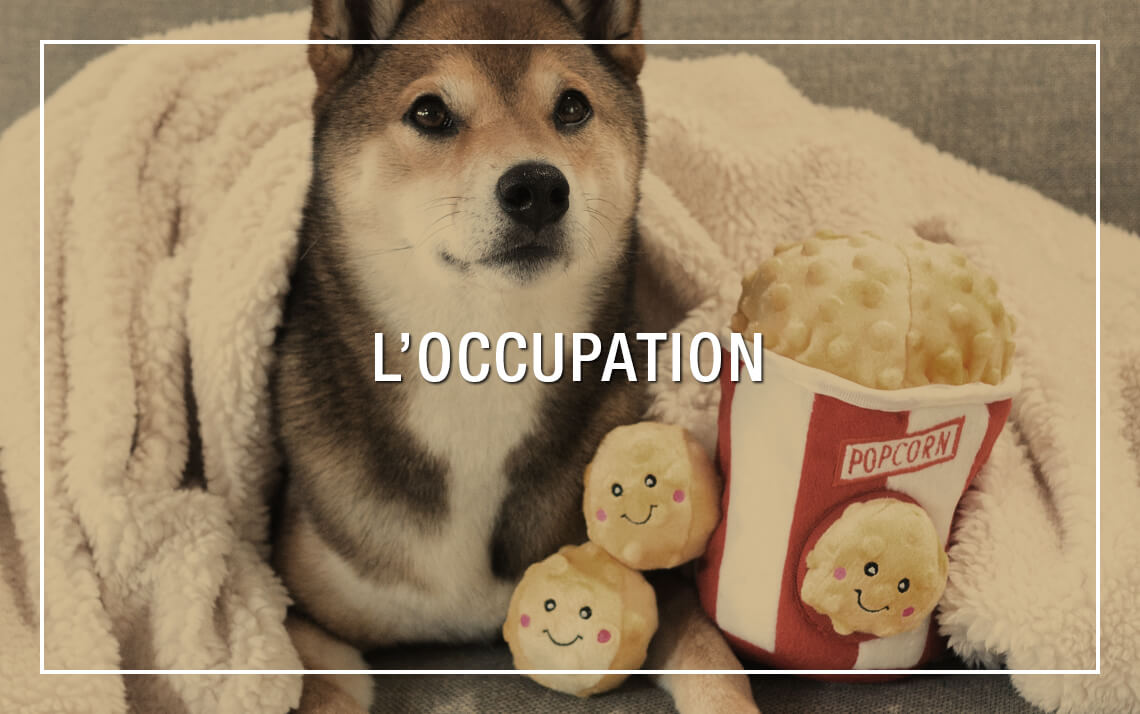 Occupation